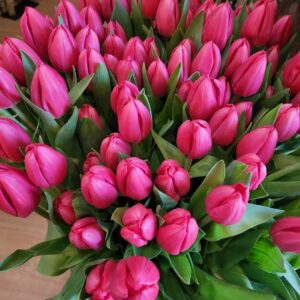 gare a vous tulipes